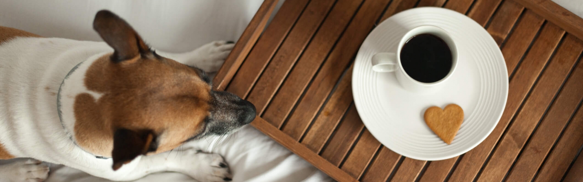 dog and coffee on tray in bed