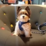 small puppy in harness sitting on chair