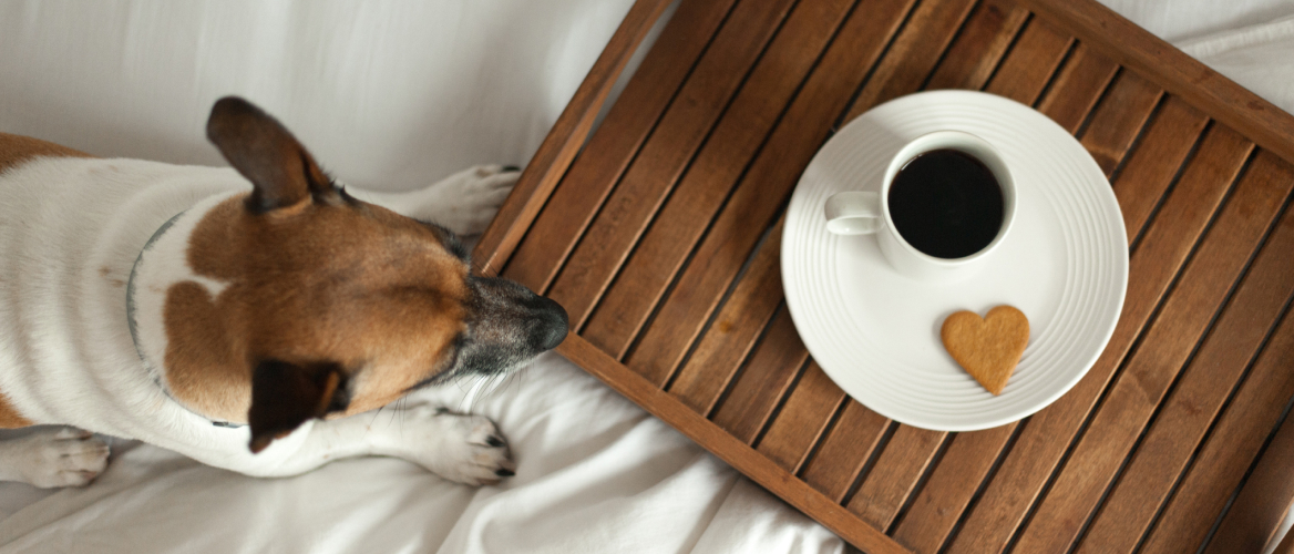 Dog and Coffee in bed