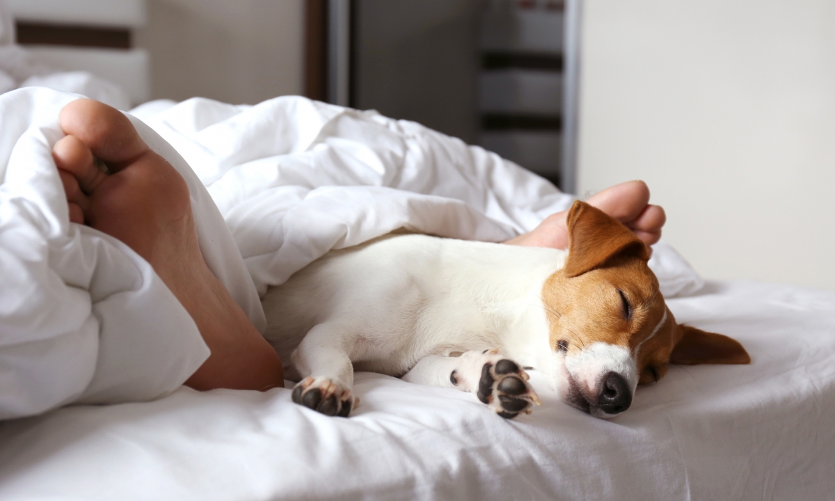 Sleeping man's feet with jack russell terrier dog in bed. Adult male and his pet lying together on white linens covered with blanket.